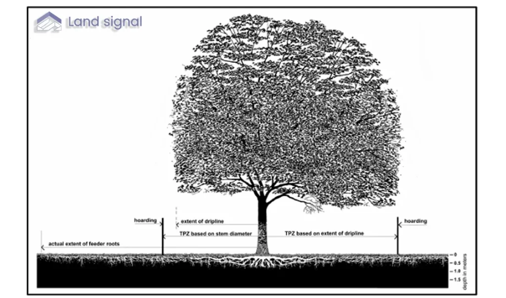 Tree Protection Zones (TPZs)
